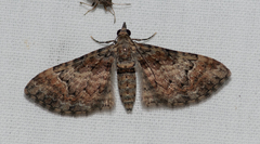 Eucymatoge peplodes