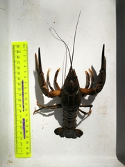 Pontastacus leptodactylus