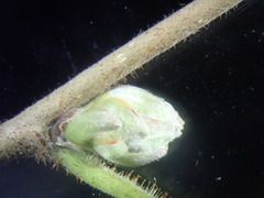 Phytoptus avellanae