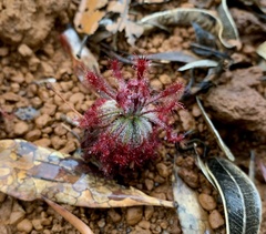 Drosera neocaledonica
