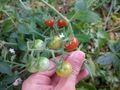 Solanum lycopersicum cerasiforme