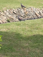 Columba guinea