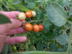 Solanum lycopersicum cerasiforme