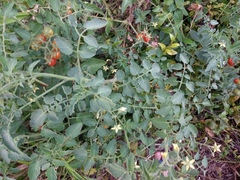 Solanum lycopersicum cerasiforme