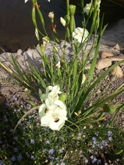 Dietes bicolor