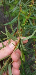 Pimelea axiflora
