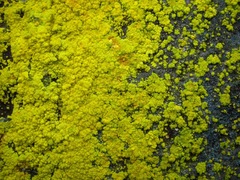 Chrysothrix granulosa