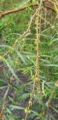 Pimelea axiflora