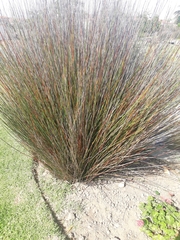 Thamnochortus insignis