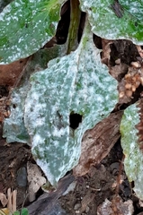 Golovinomyces sordidus