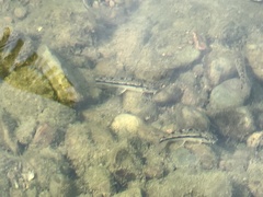 Microphysogobio alticorpus