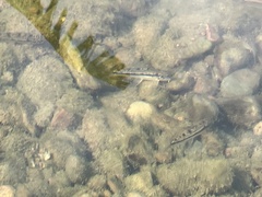 Microphysogobio alticorpus