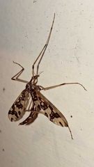 Mischoderus annuliferus