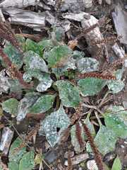 Golovinomyces sordidus