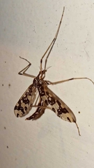 Mischoderus annuliferus