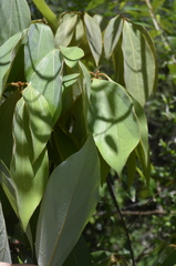 Neolitsea dealbata