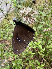 Euploea sylvester