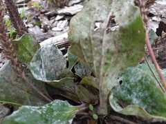 Golovinomyces sordidus