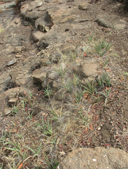 Sansevieria aethiopica