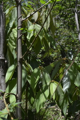Neolitsea dealbata