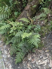 Cyatheales