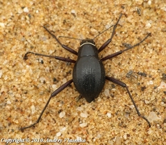 Onymacris unguicularis