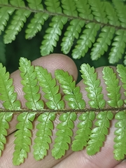 Cyatheales