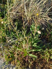 Osteospermum monstrosum
