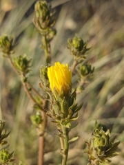 Osteospermum monstrosum