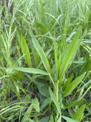 Trifolium angustifolium