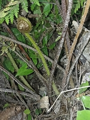 Cyatheales