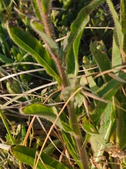 Osteospermum monstrosum