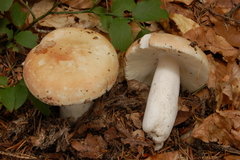 Russula aurora