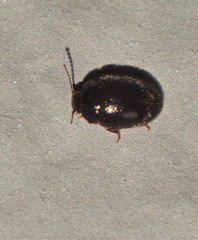 Leiodidae