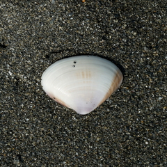 Meretrix