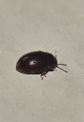 Leiodidae