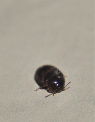 Leiodidae