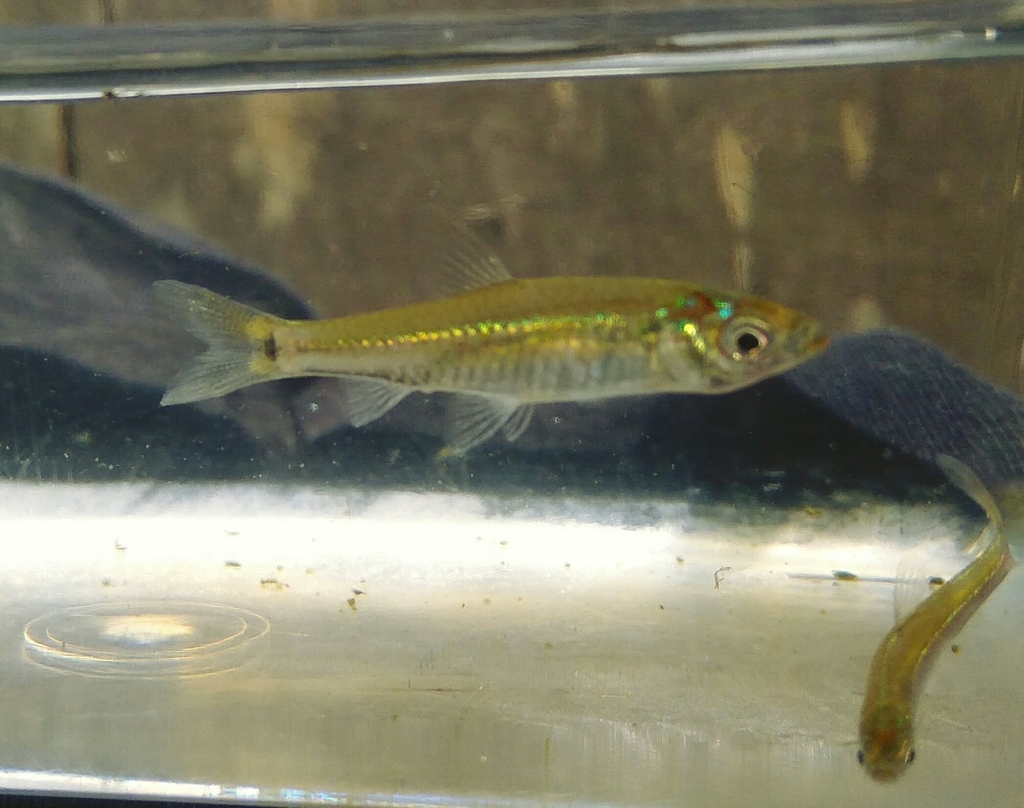 Pectenocypris korthausae (Pectenocypris korthausae)