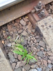 Panicum miliaceum ruderale