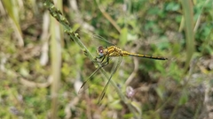 Orthetrum icteromelas