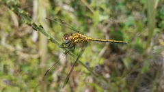 Orthetrum icteromelas