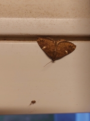 Larentia malvata