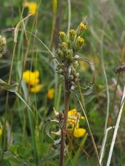 Solidago virgaurea