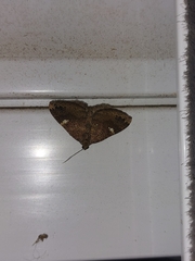 Larentia malvata
