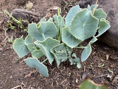 Senecio oxyriifolius