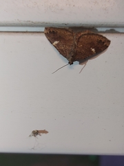 Larentia malvata