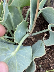 Senecio oxyriifolius