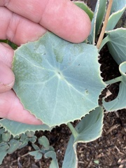 Senecio oxyriifolius