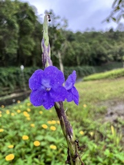 Stachytarpheta cayennensis
