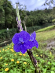 Stachytarpheta cayennensis